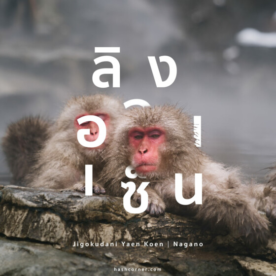 รีวิว สวนลิงจิโกคุดานิ (Snow Monkey Park) x นากาโน่ ดูลิงหิมะแช่ออนเซ็น