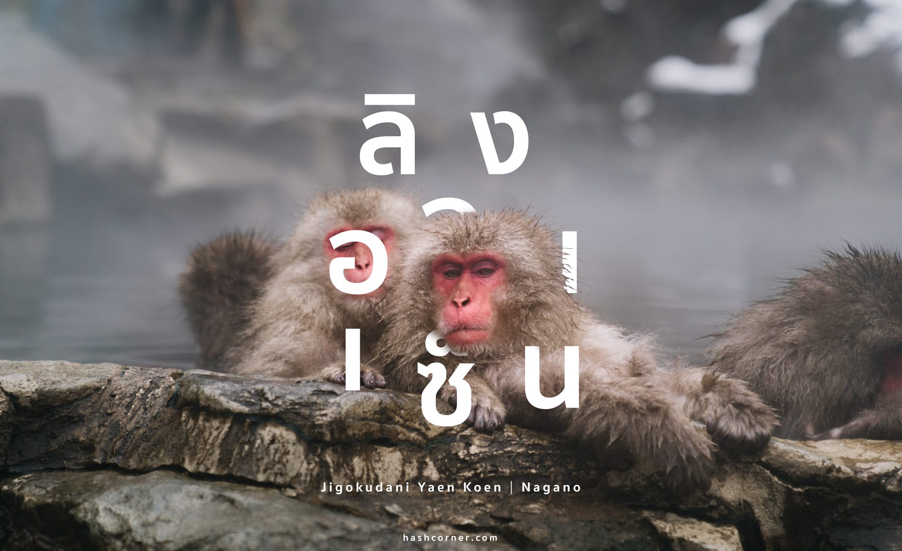 รีวิว สวนลิงจิโกคุดานิ (Snow Monkey Park) x นากาโน่ ดูลิงหิมะแช่ออนเซ็น
