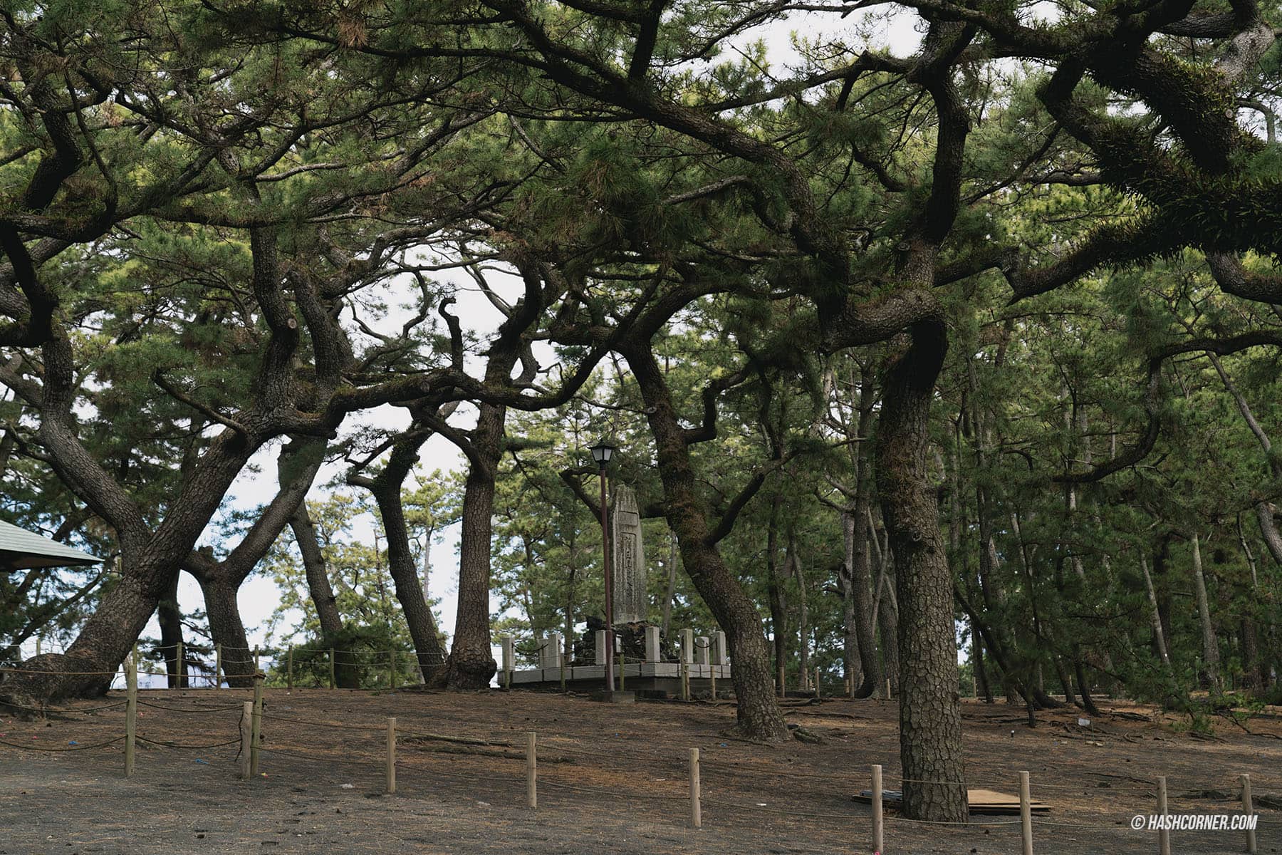 รีวิว ป่าสนมิโฮะโนะมัตสึบาระ (Miho no Matsubara) x ชิซึโอกะ