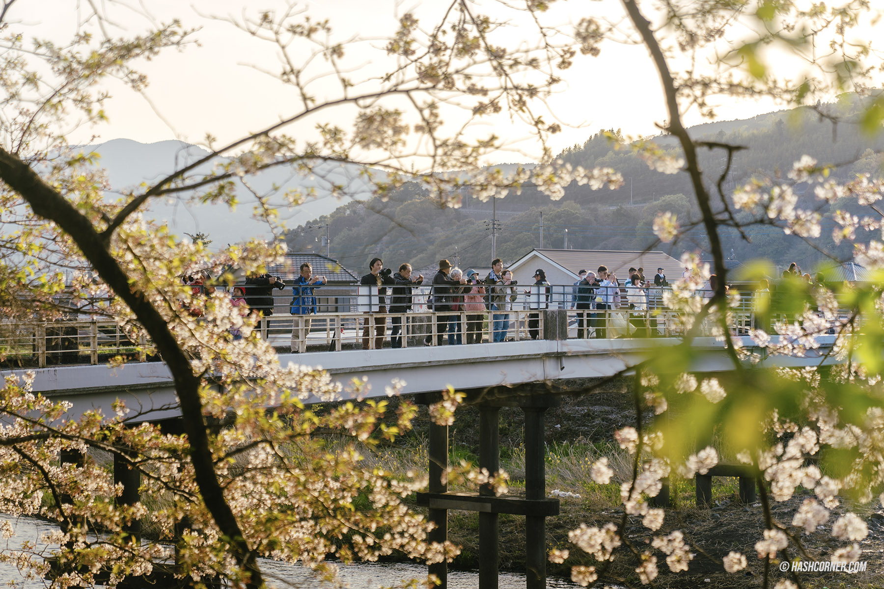 รีวิว ชิซึโอกะ (Shizuoka) x ญี่ปุ่น เที่ยวเมืองฟูจิซังและไร่ชา