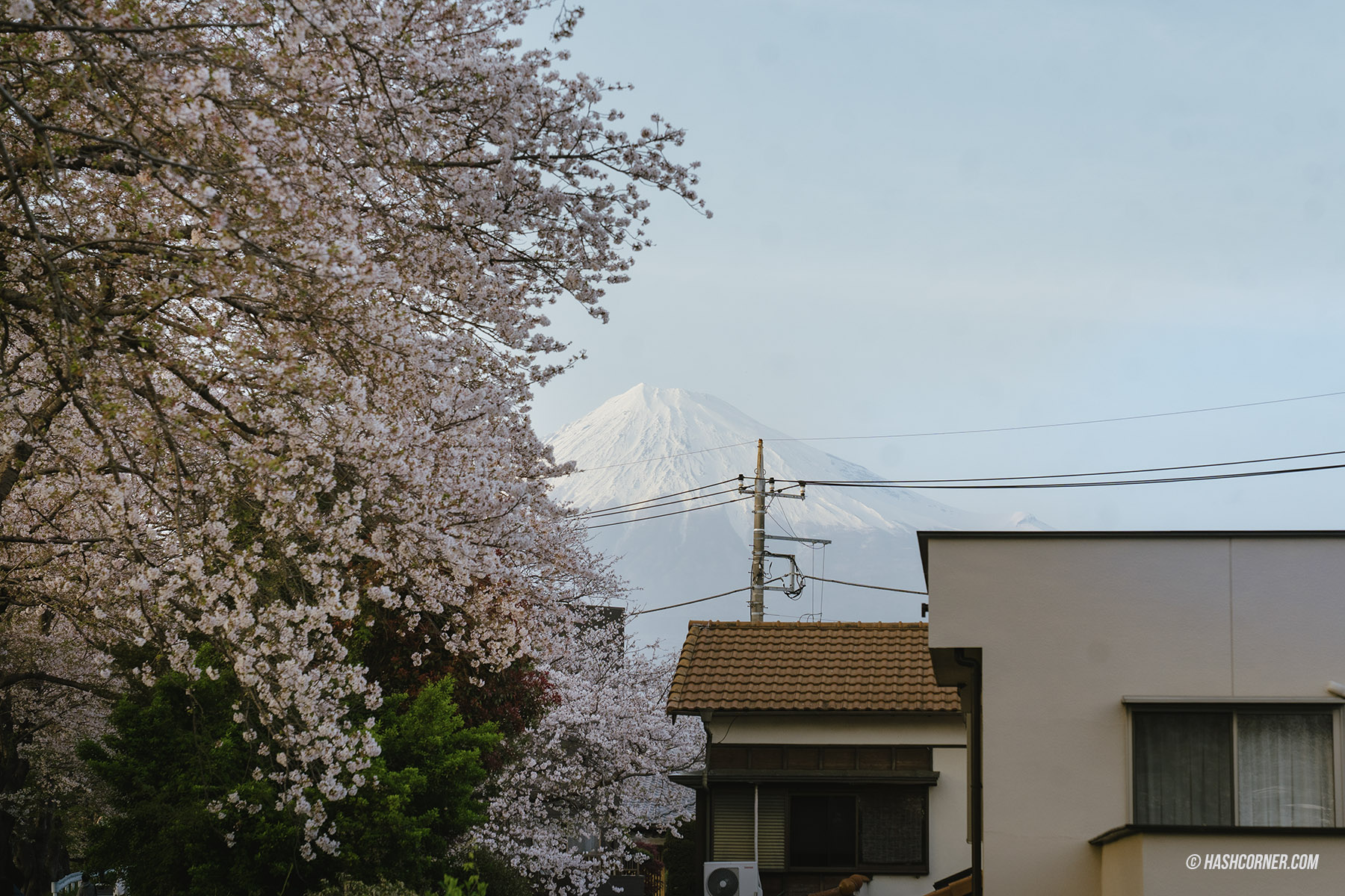 รีวิว ชิซึโอกะ (Shizuoka) x ญี่ปุ่น เที่ยวเมืองฟูจิซังและไร่ชา