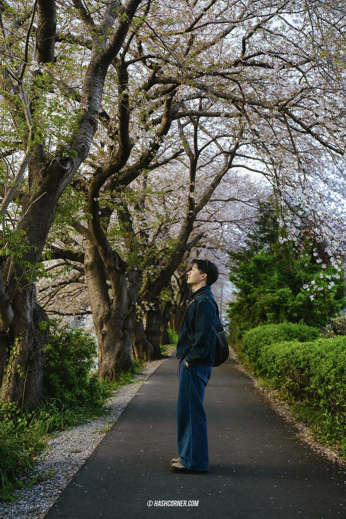 รีวิว ชิซึโอกะ (Shizuoka) x ญี่ปุ่น เที่ยวเมืองฟูจิซังและไร่ชา