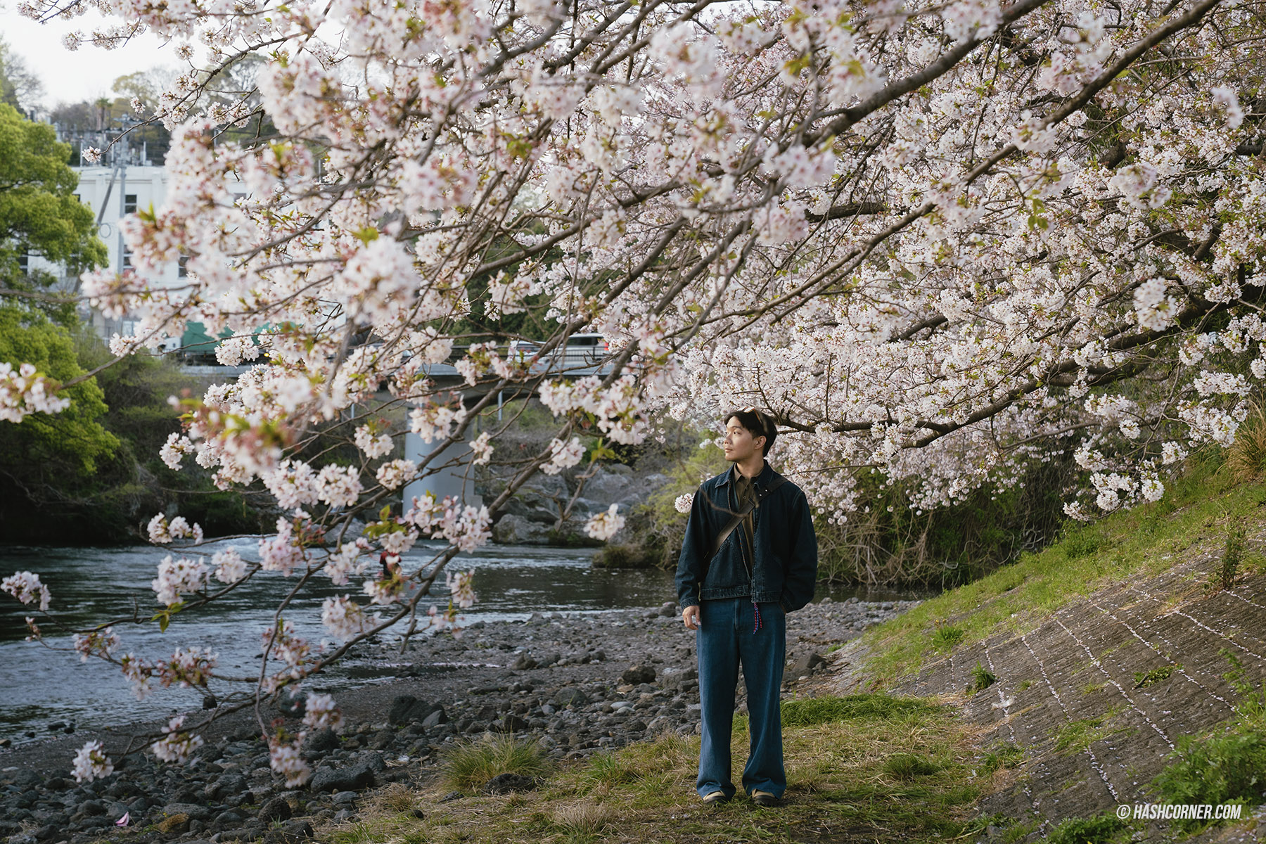 รีวิว ชิซึโอกะ (Shizuoka) x ญี่ปุ่น เที่ยวเมืองฟูจิซังและไร่ชา