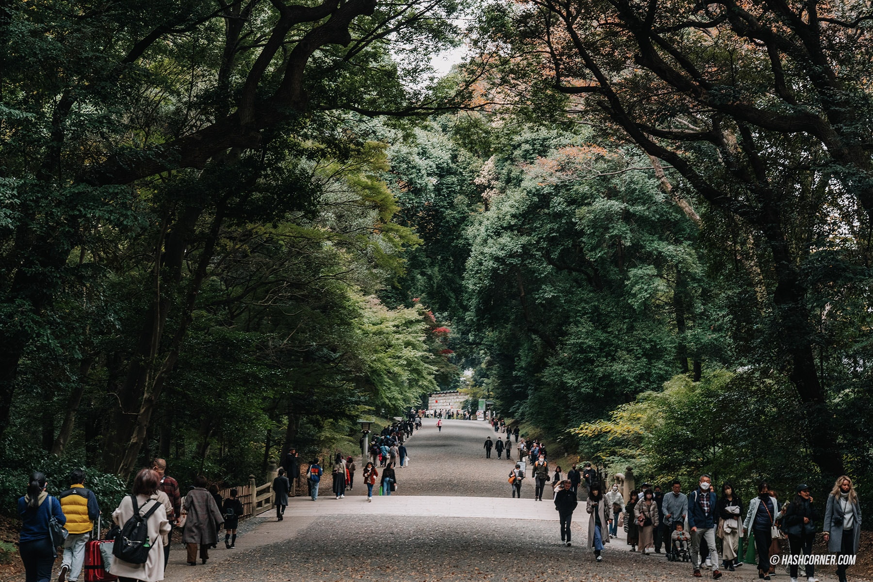 รีวิว ศาลเจ้าเมจิ (Meiji Jingu) x โตเกียว เที่ยวขอพรศาลเจ้าศักดิ์สิทธิ์