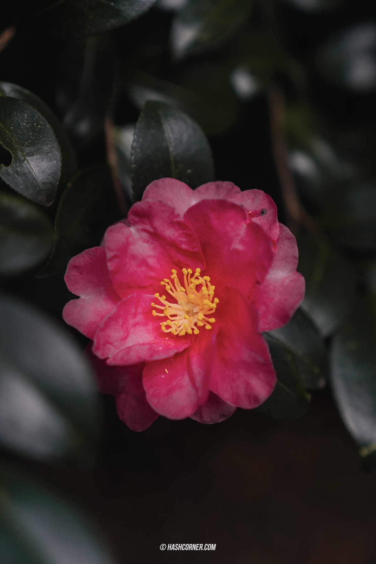 รีวิว สวนชินจูกุเกียวเอ็น (Shinjuku Gyoen) x โตเกียว เที่ยวปล่อยใจไปกับธรรมชาติ