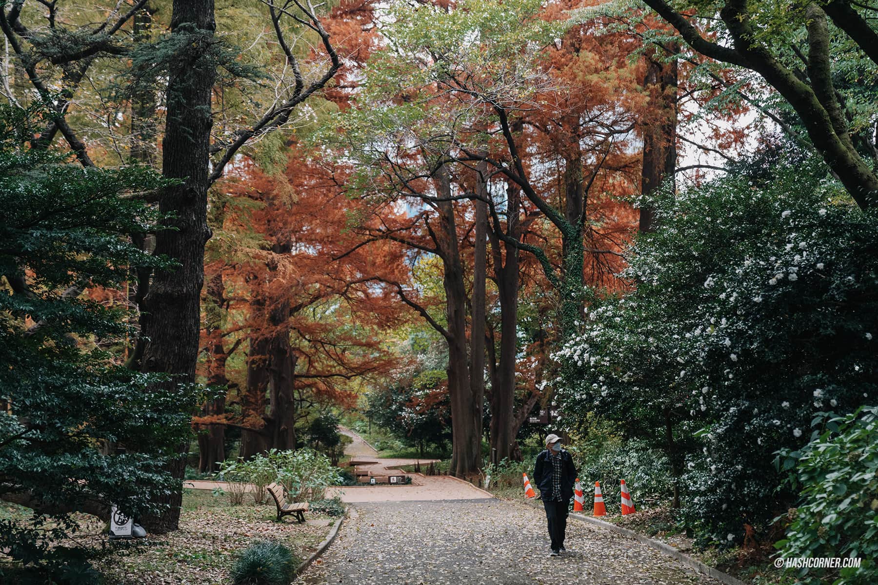 รีวิว สวนชินจูกุเกียวเอ็น (Shinjuku Gyoen) x โตเกียว เที่ยวปล่อยใจไปกับธรรมชาติ