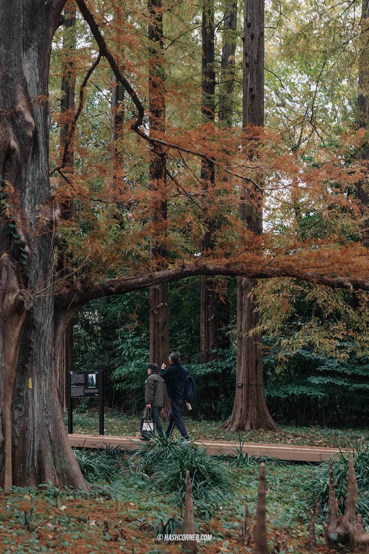 รีวิว สวนชินจูกุเกียวเอ็น (Shinjuku Gyoen) x โตเกียว เที่ยวปล่อยใจไปกับธรรมชาติ