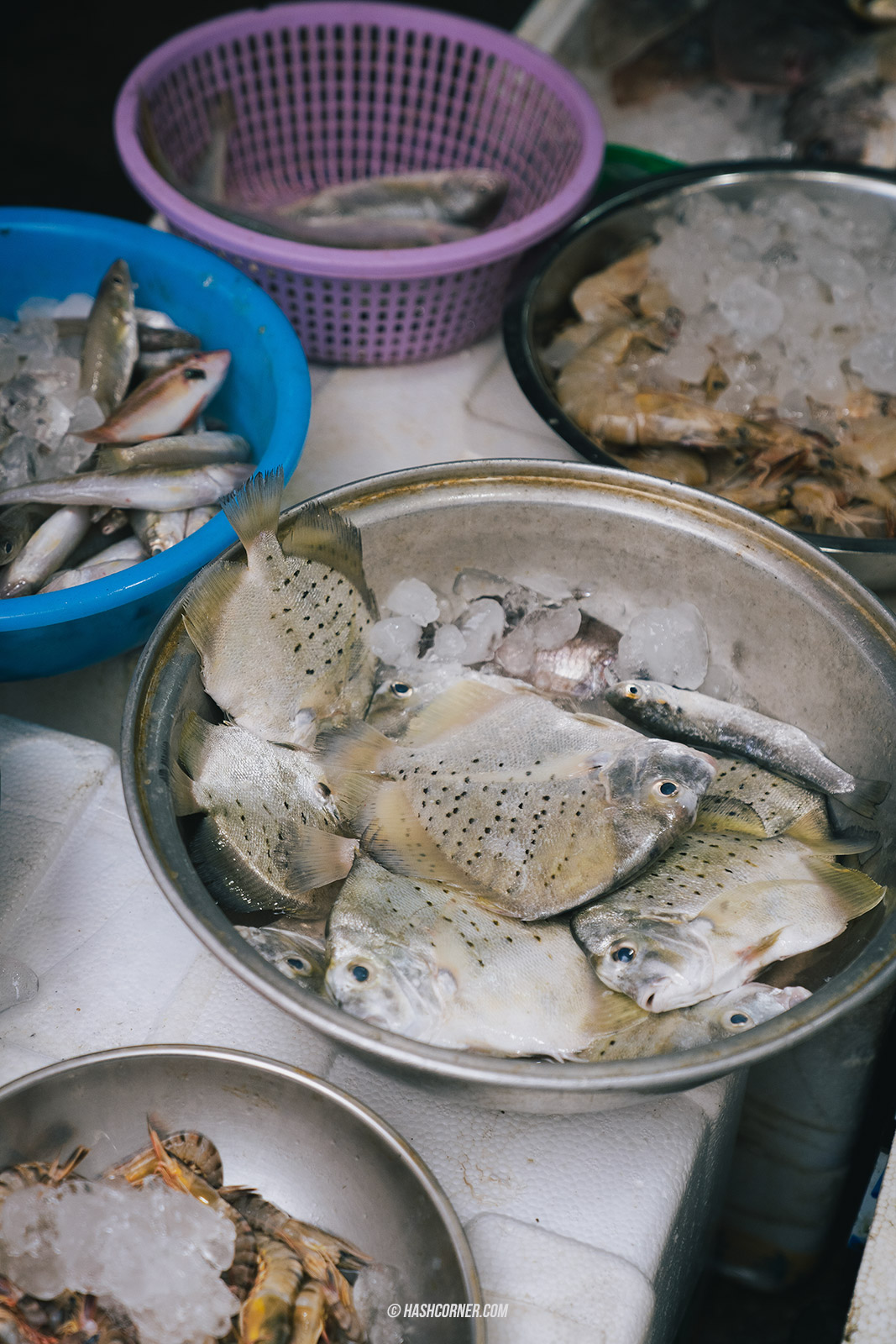 รีวิว หมู่บ้านชาวประมงไท่โอ (Tai O Fishing Village) x ฮ่องกง