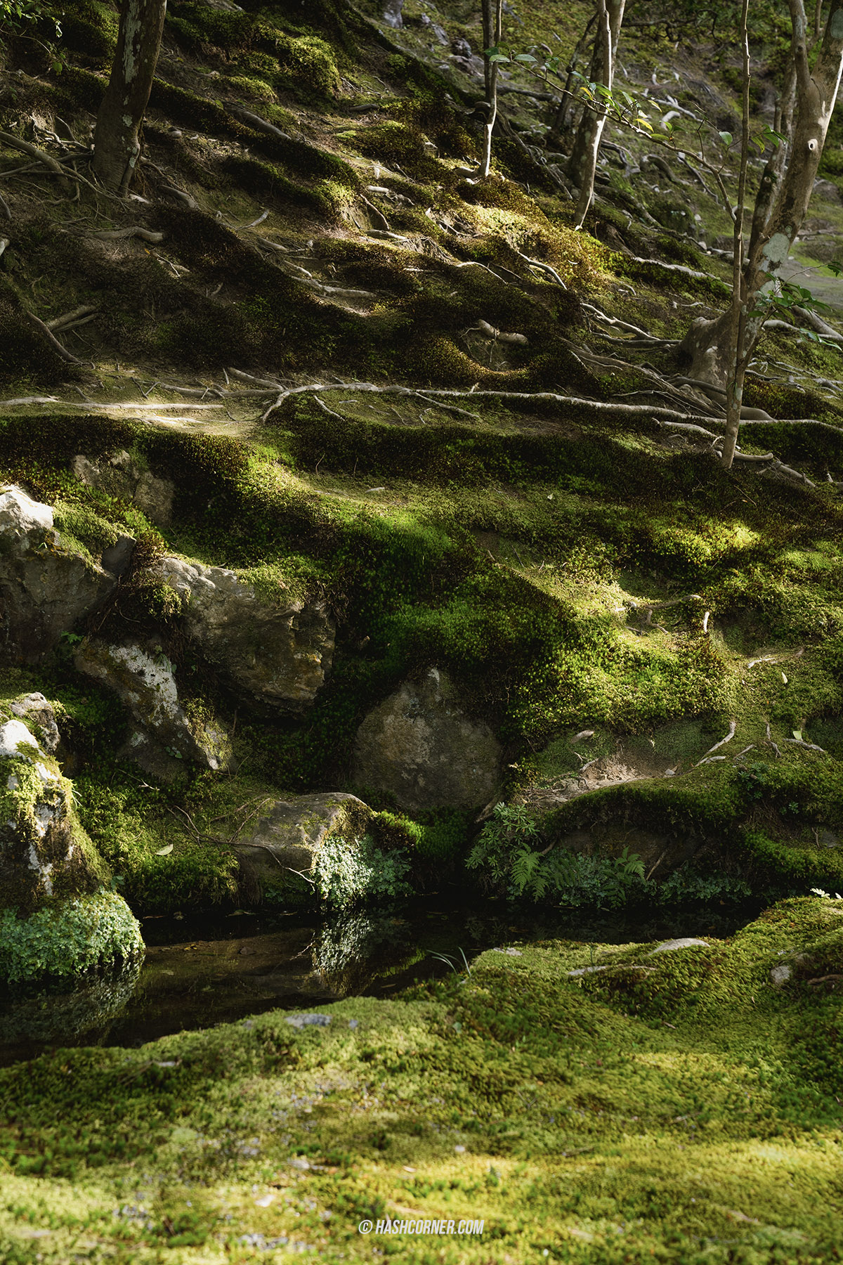 รีวิว วัดกินคะคุจิ (Ginkakuji Temple) x เกียวโต วัดเงินหนึ่งในมรดกโลก