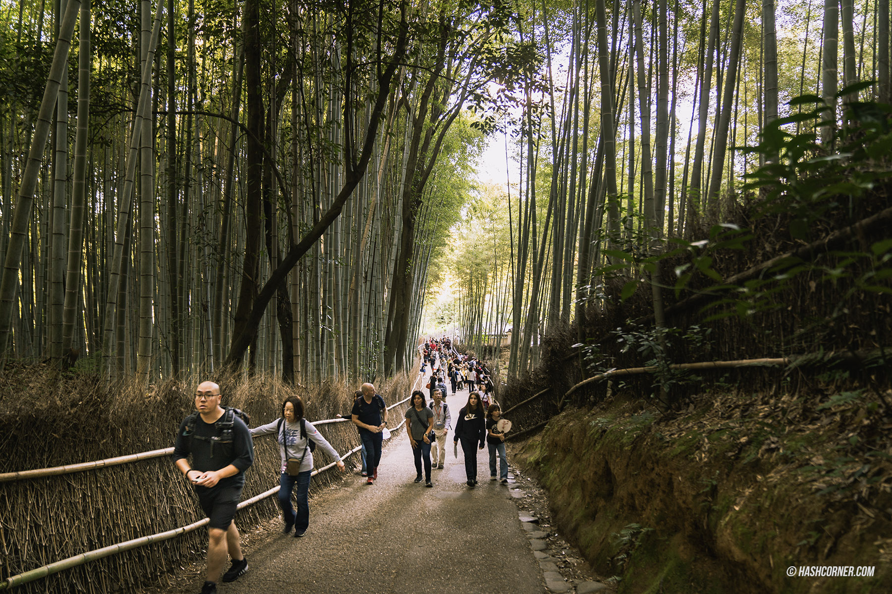 รีวิว ป่าไผ่อาราชิยาม่า (Arashiyama Bamboo Grove) x เกียวโต