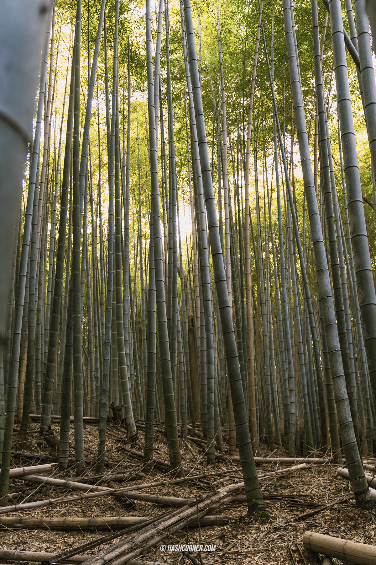 รีวิว ป่าไผ่อาราชิยาม่า (Arashiyama Bamboo Grove) x เกียวโต