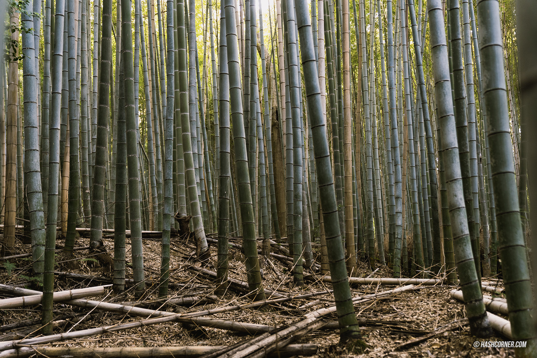 รีวิว ป่าไผ่อาราชิยาม่า (Arashiyama Bamboo Grove) x เกียวโต
