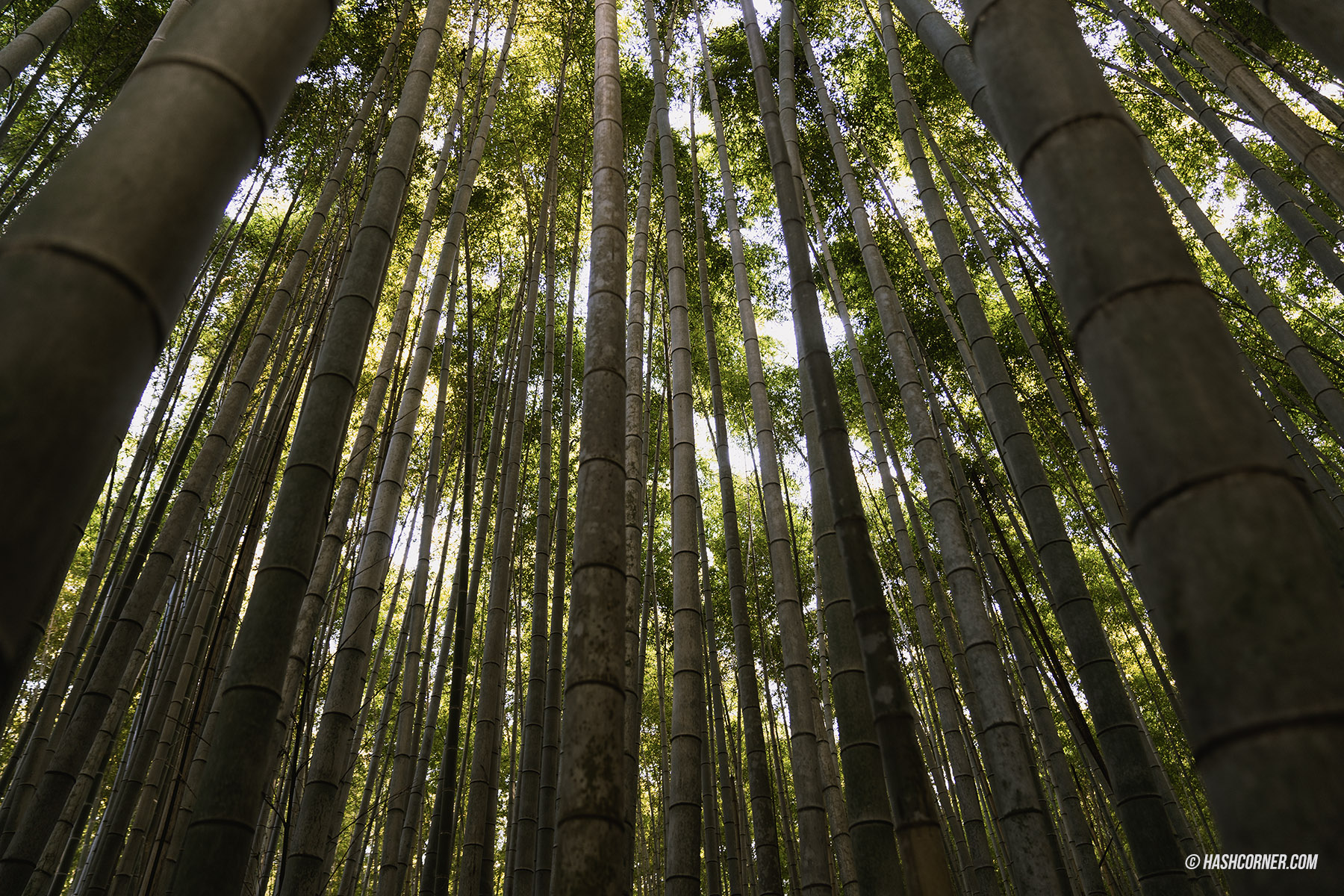รีวิว ป่าไผ่อาราชิยาม่า (Arashiyama Bamboo Grove) x เกียวโต