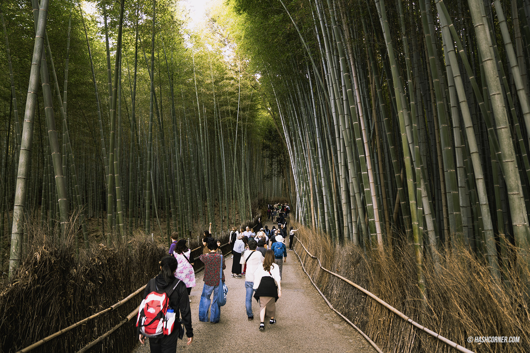รีวิว ป่าไผ่อาราชิยาม่า (Arashiyama Bamboo Grove) x เกียวโต