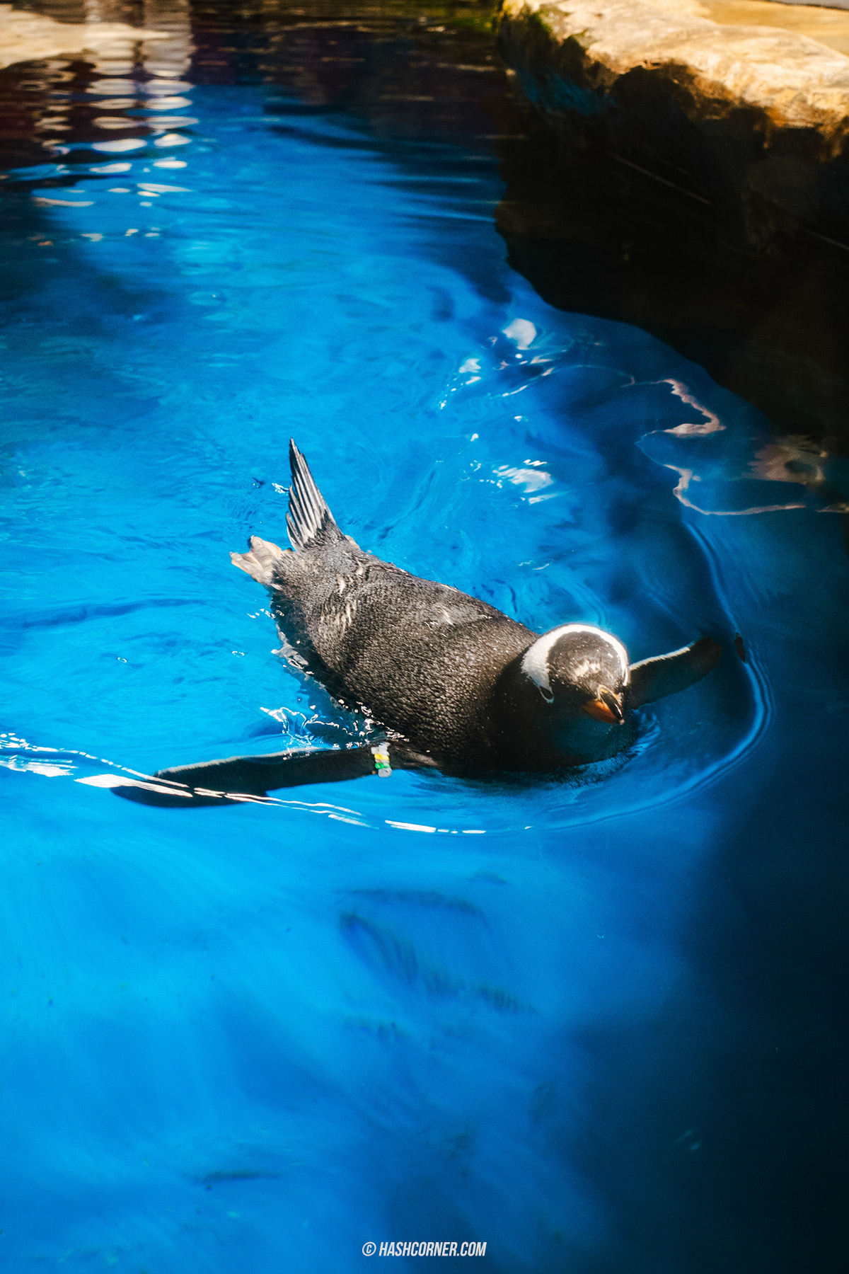 รีวิว Ocean Park Hong Kong x ฮ่องกง เที่ยวครบ สวนสนุกและสวนสัตว์