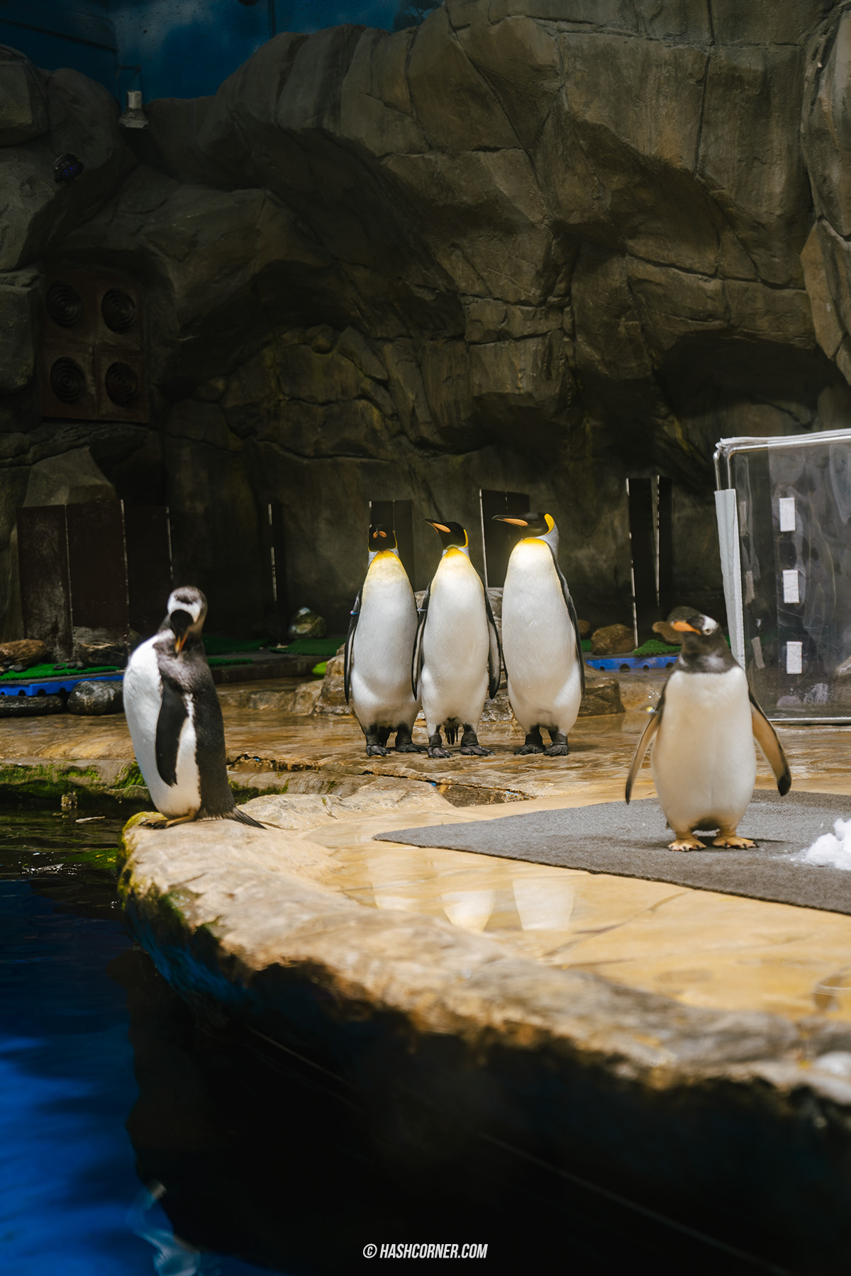 รีวิว Ocean Park Hong Kong x ฮ่องกง เที่ยวครบ สวนสนุกและสวนสัตว์