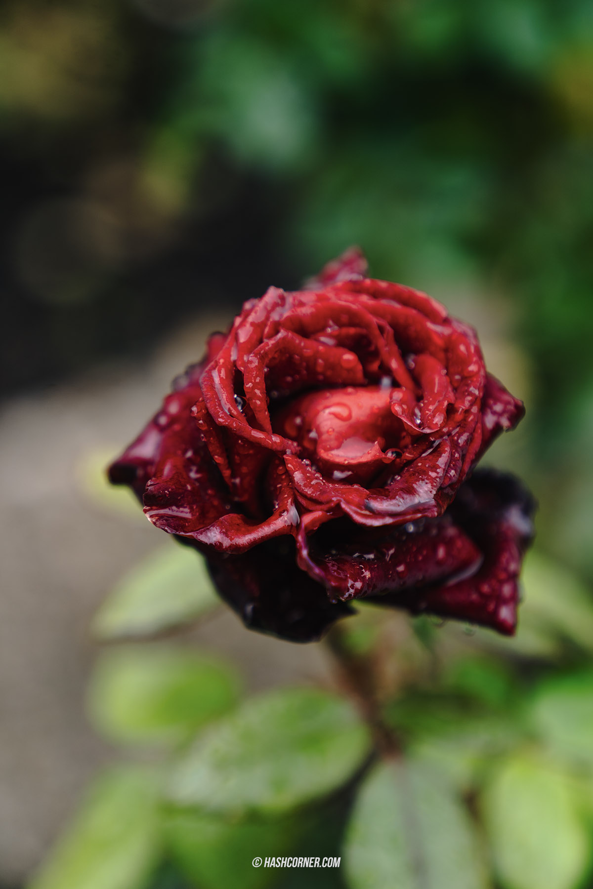 รีวิว ราพเพอร์สวิล (Rapperswil) x สวิตเซอร์แลนด์ เที่ยวเมืองดอกกุหลาบ