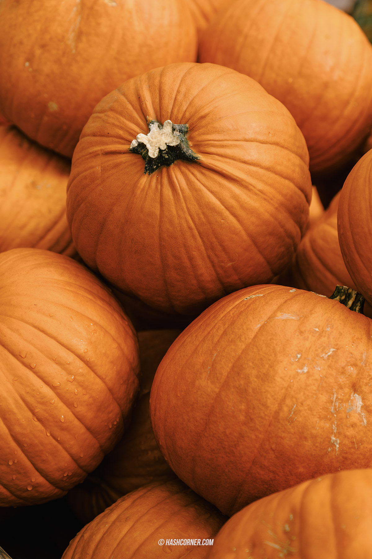 รีวิว ราพเพอร์สวิล (Rapperswil) x สวิตเซอร์แลนด์ เที่ยวเมืองดอกกุหลาบ