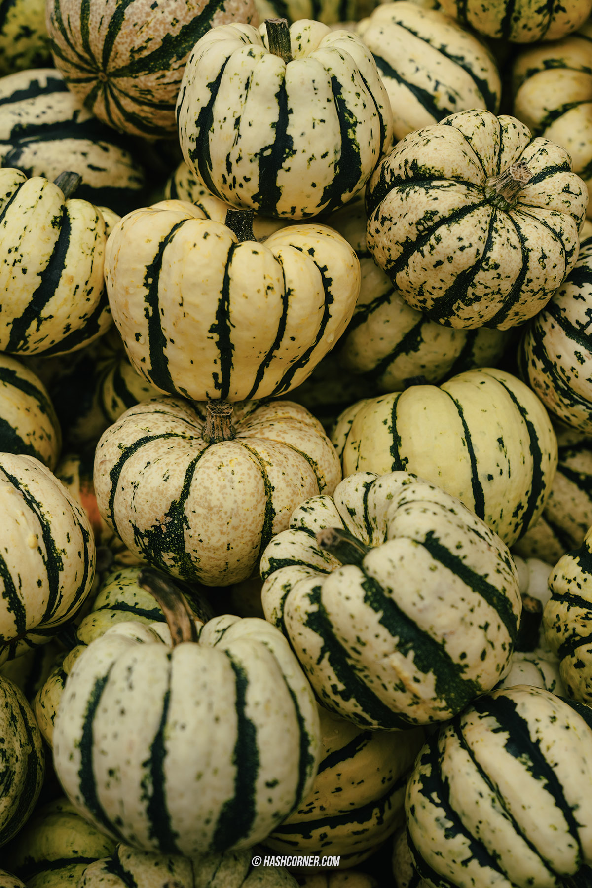 รีวิว ราพเพอร์สวิล (Rapperswil) x สวิตเซอร์แลนด์ เที่ยวเมืองดอกกุหลาบ