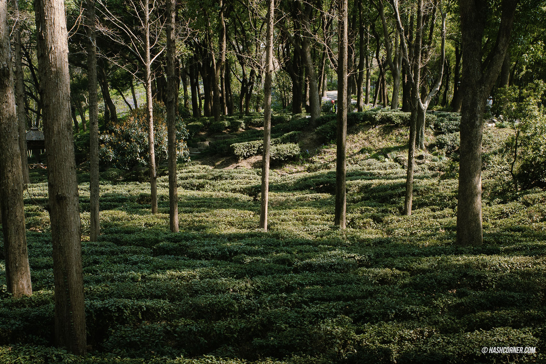 รีวิว ซูโจว (Suzhou) x จีน เที่ยวเมืองโบราณเวนิสตะวันออก
