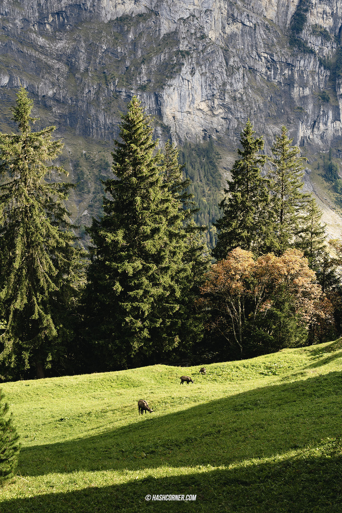 รีวิว เมอร์เรน (Murren) x สวิตเซอร์แลนด์ หมู่บ้านวิวเทือกเขาสวิสแอลป์