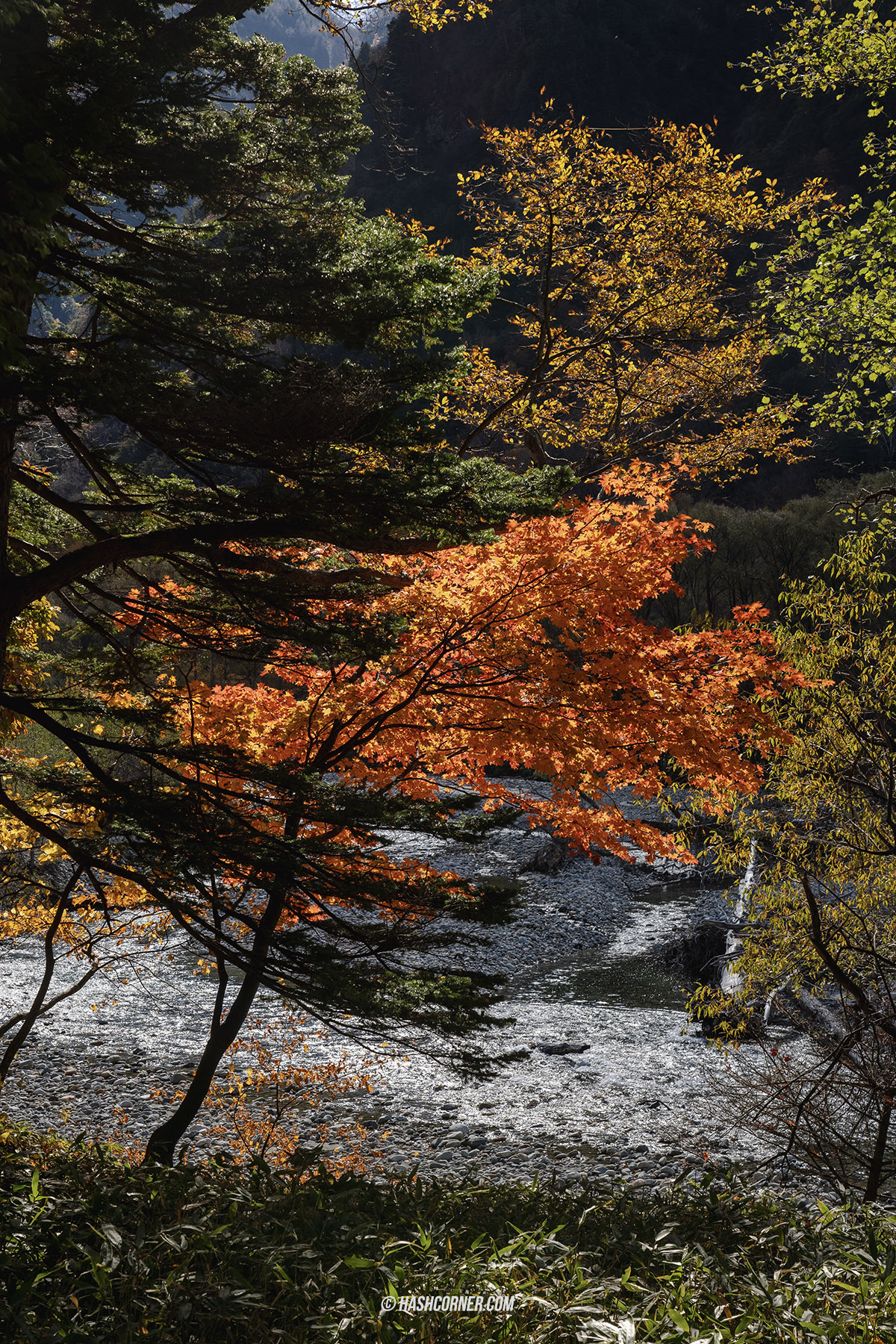 รีวิว คามิโคจิ (Kamikochi) x นากาโน่ เทือกเขาแอลป์ญี่ปุ่นช่วงฤดูใบไม้ร่วง