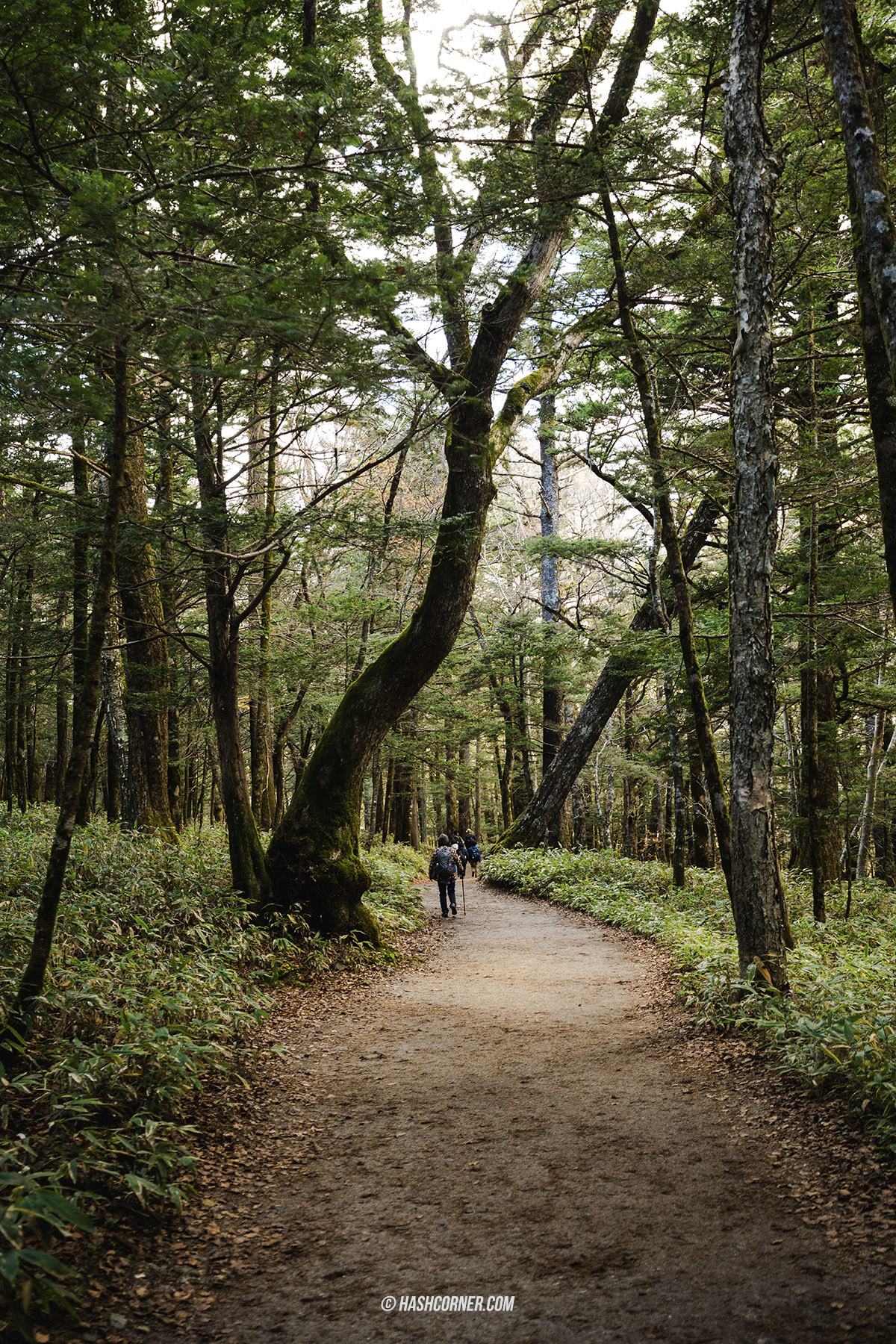 รีวิว คามิโคจิ (Kamikochi) x นากาโน่ เทือกเขาแอลป์ญี่ปุ่นช่วงฤดูใบไม้ร่วง