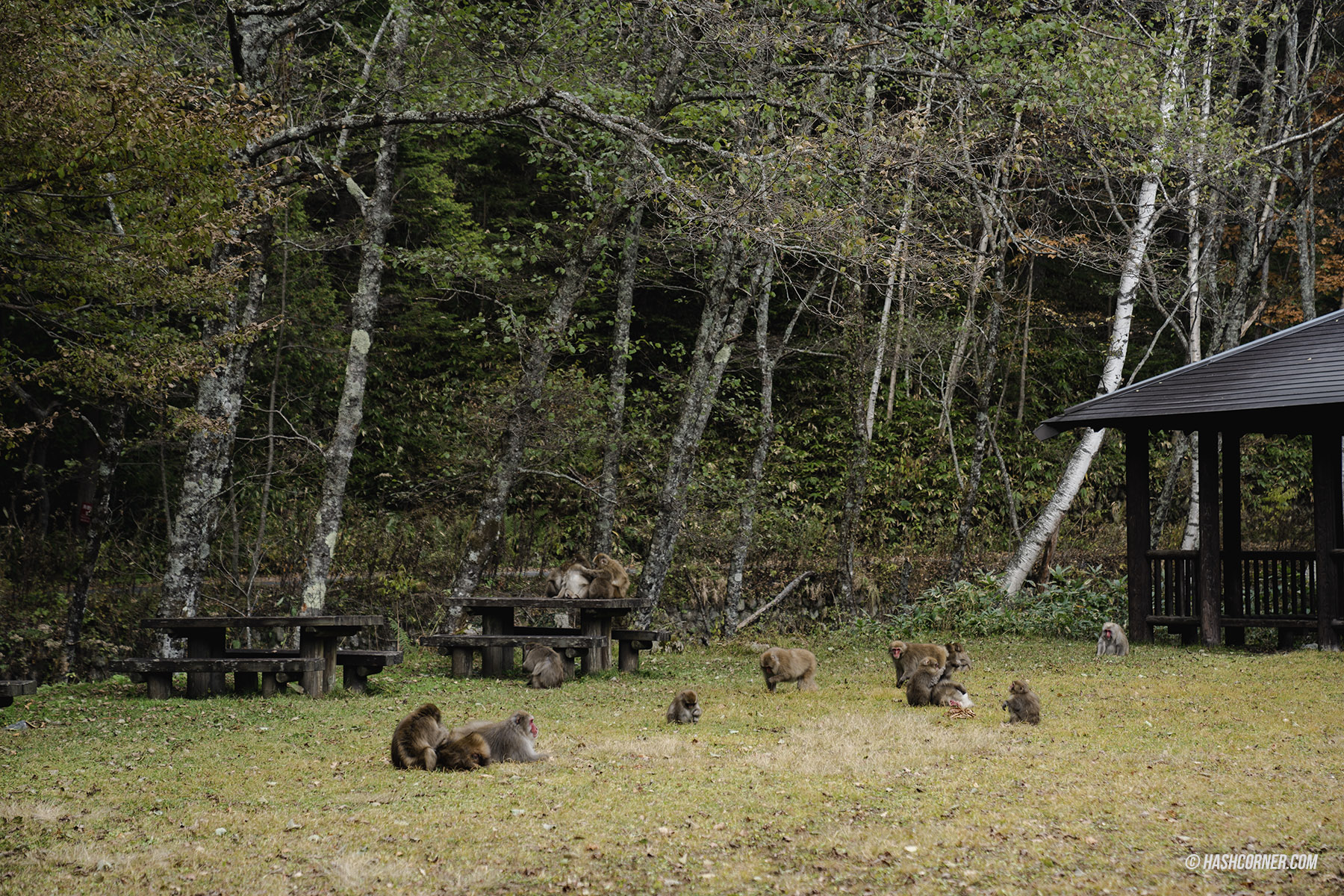 รีวิว คามิโคจิ (Kamikochi) x นากาโน่ เทือกเขาแอลป์ญี่ปุ่นช่วงฤดูใบไม้ร่วง