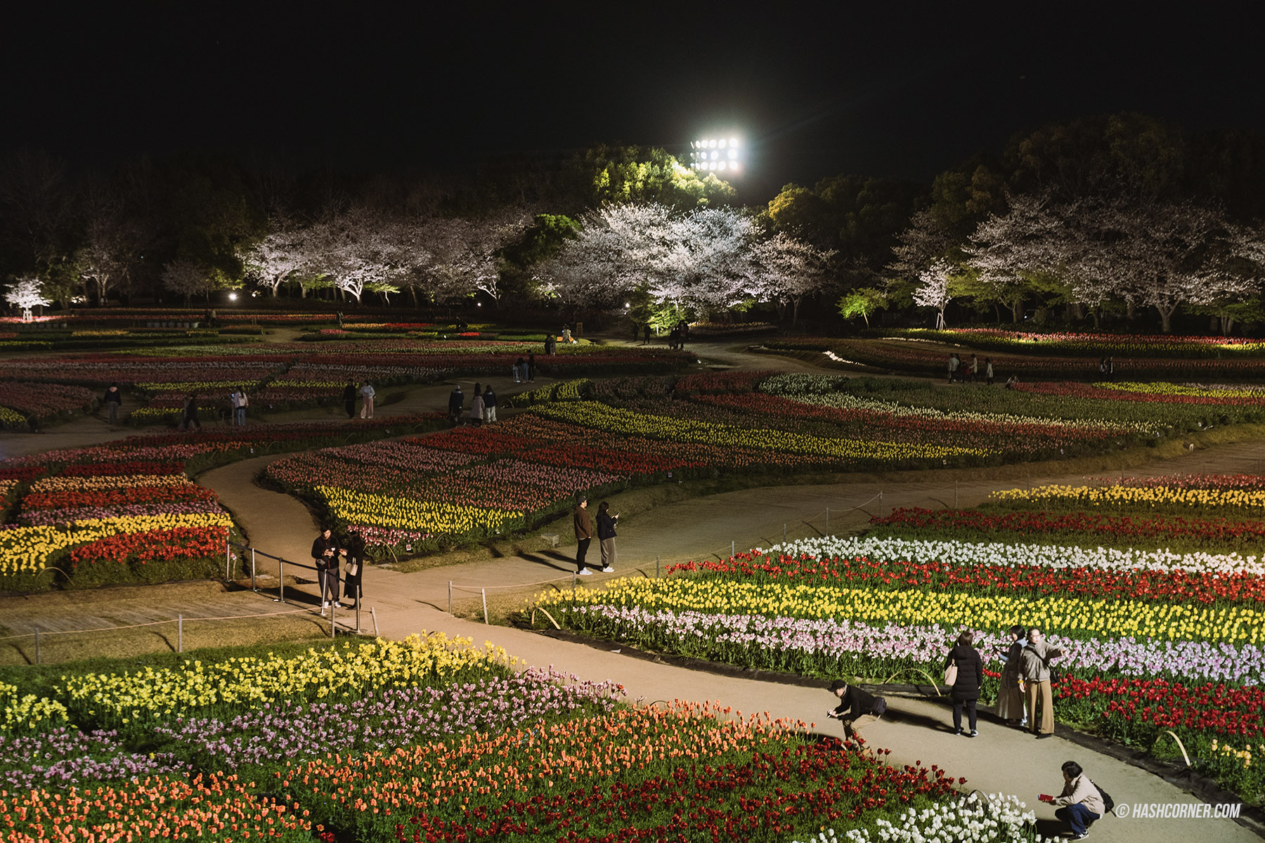 รีวิว นาโกย่า (Nagoya) x ญี่ปุ่น เที่ยวเมืองซามูไร ฤดูซากุระ