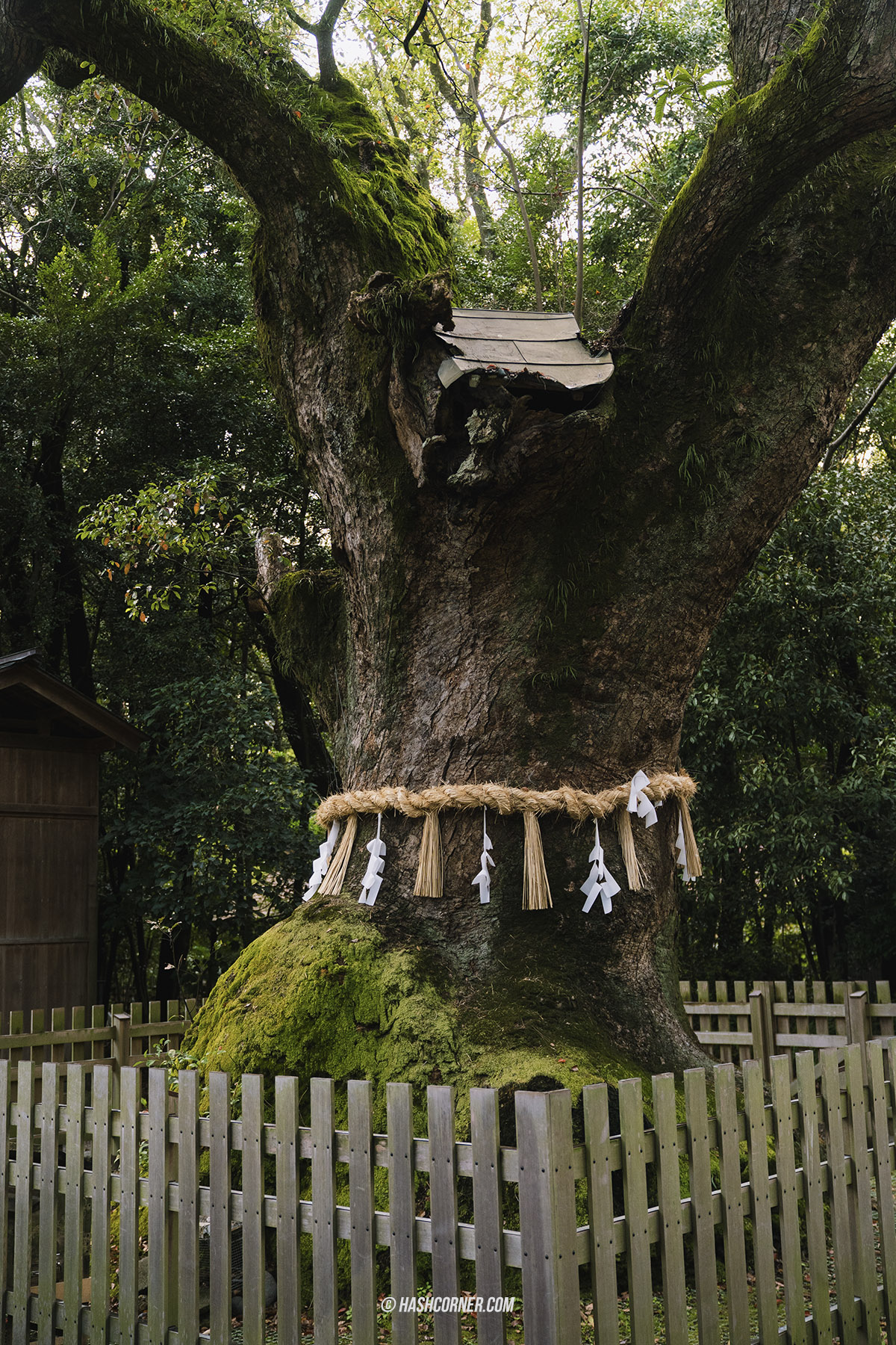 รีวิว นาโกย่า (Nagoya) x ญี่ปุ่น เที่ยวเมืองซามูไร ฤดูซากุระ