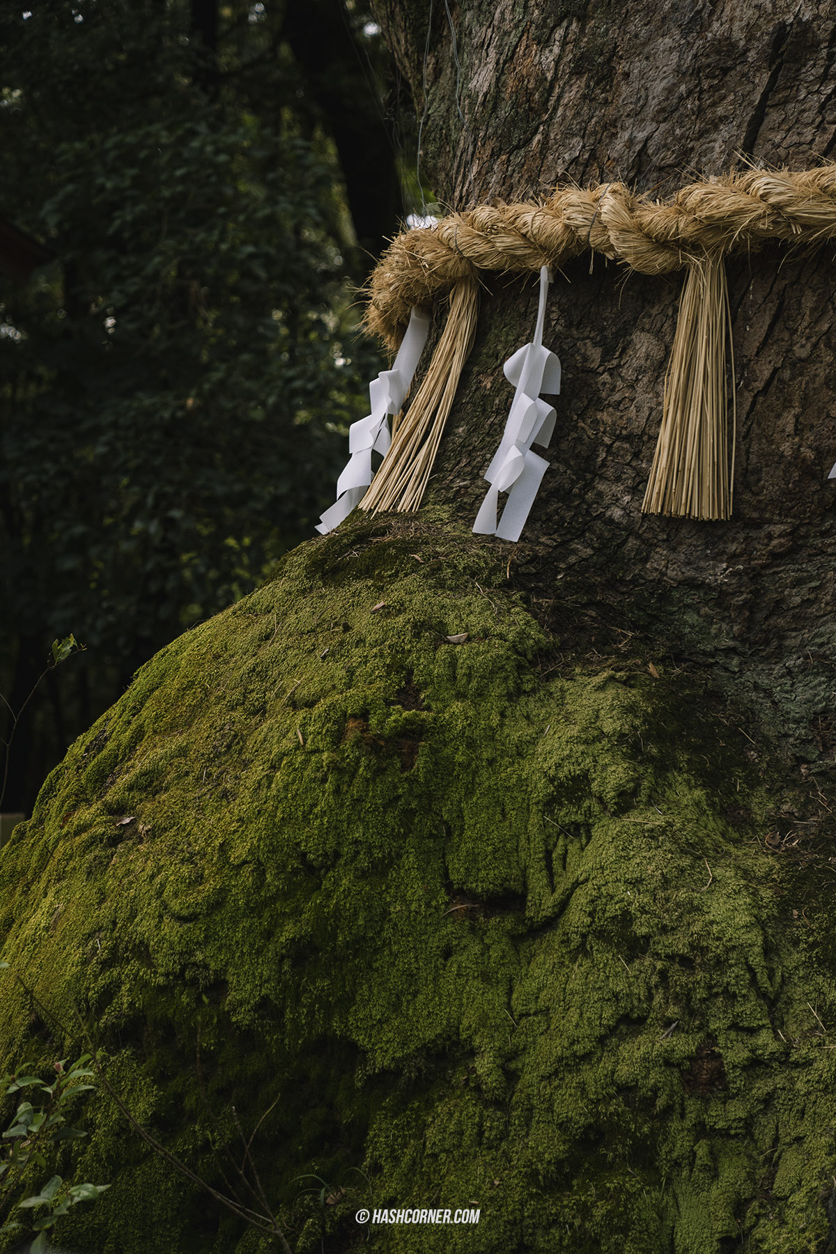 รีวิว นาโกย่า (Nagoya) x ญี่ปุ่น เที่ยวเมืองซามูไร ฤดูซากุระ