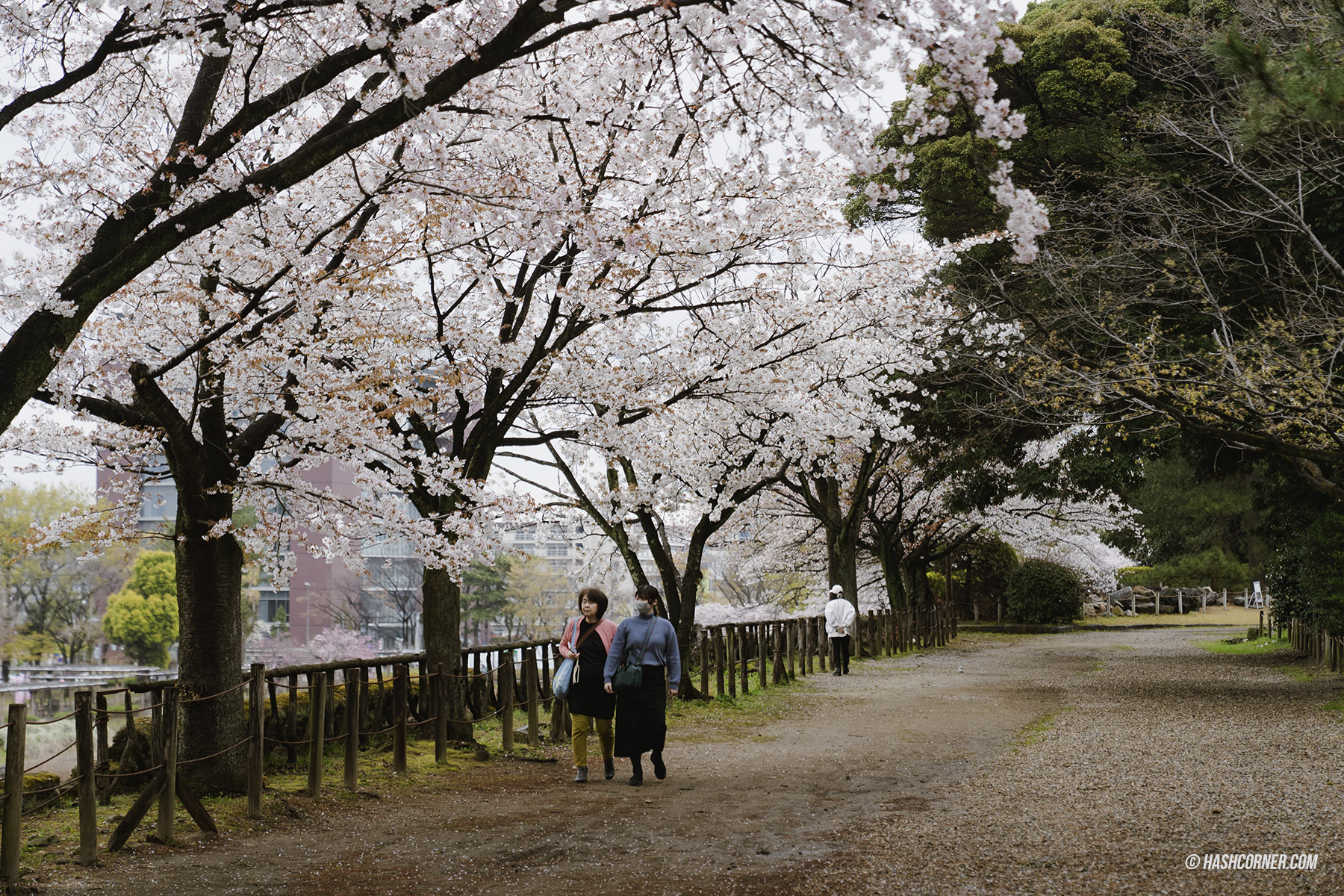 รีวิว นาโกย่า (Nagoya) x ญี่ปุ่น เที่ยวเมืองซามูไร ฤดูซากุระ