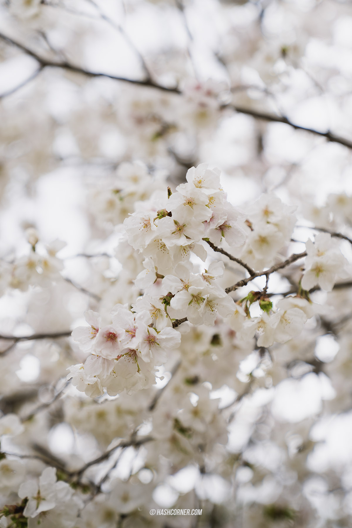 รีวิว นาโกย่า (Nagoya) x ญี่ปุ่น เที่ยวเมืองซามูไร ฤดูซากุระ