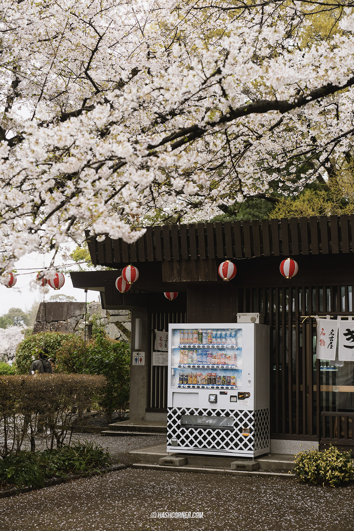 รีวิว นาโกย่า (Nagoya) x ญี่ปุ่น เที่ยวเมืองซามูไร ฤดูซากุระ