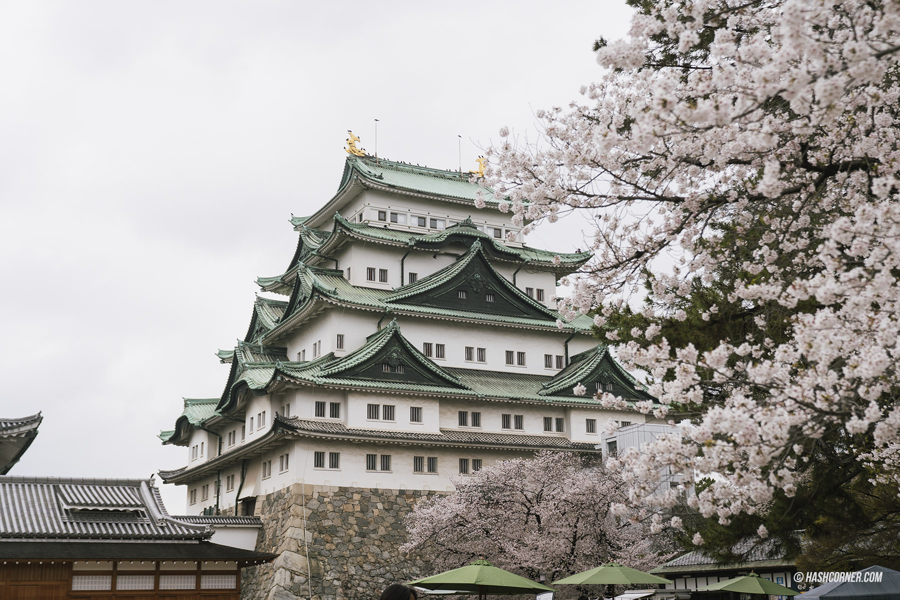 รีวิว นาโกย่า (Nagoya) x ญี่ปุ่น เที่ยวเมืองซามูไร ฤดูซากุระ