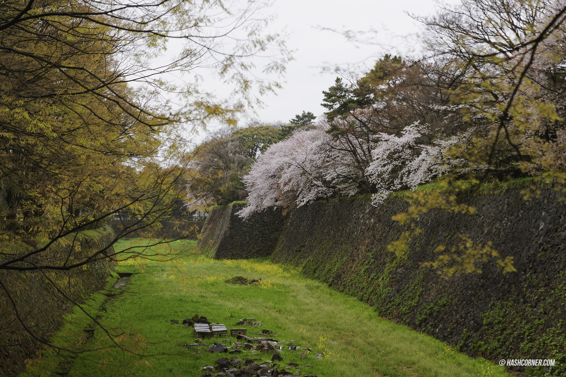 รีวิว นาโกย่า (Nagoya) x ญี่ปุ่น เที่ยวเมืองซามูไร ฤดูซากุระ