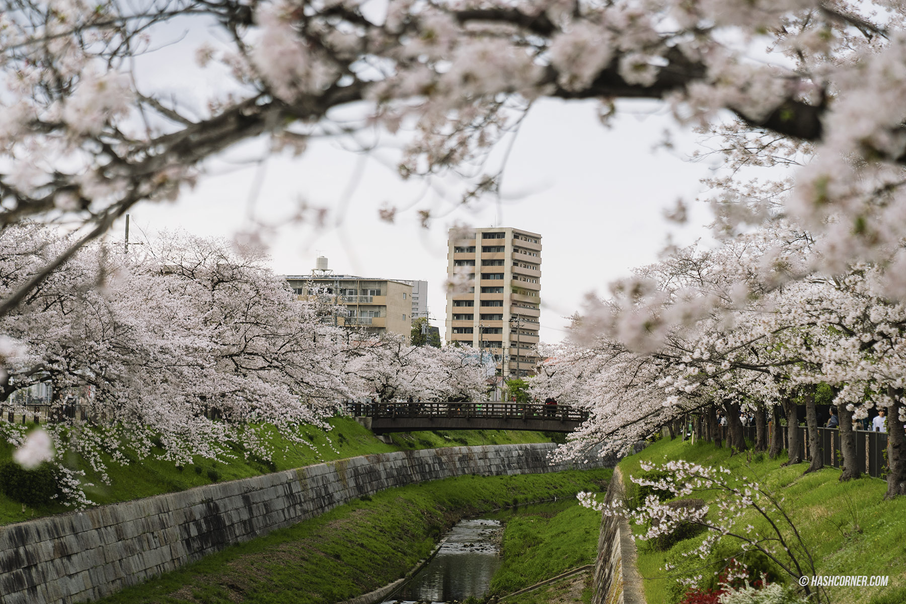 รีวิว นาโกย่า (Nagoya) x ญี่ปุ่น เที่ยวเมืองซามูไร ฤดูซากุระ