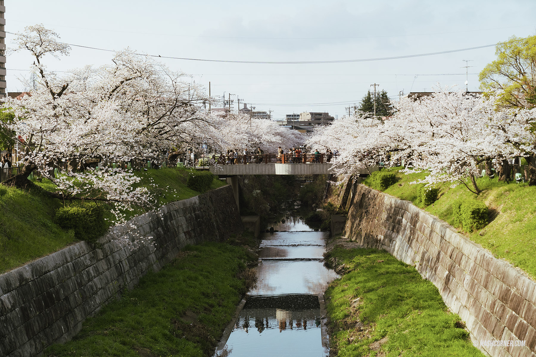 รีวิว นาโกย่า (Nagoya) x ญี่ปุ่น เที่ยวเมืองซามูไร ฤดูซากุระ