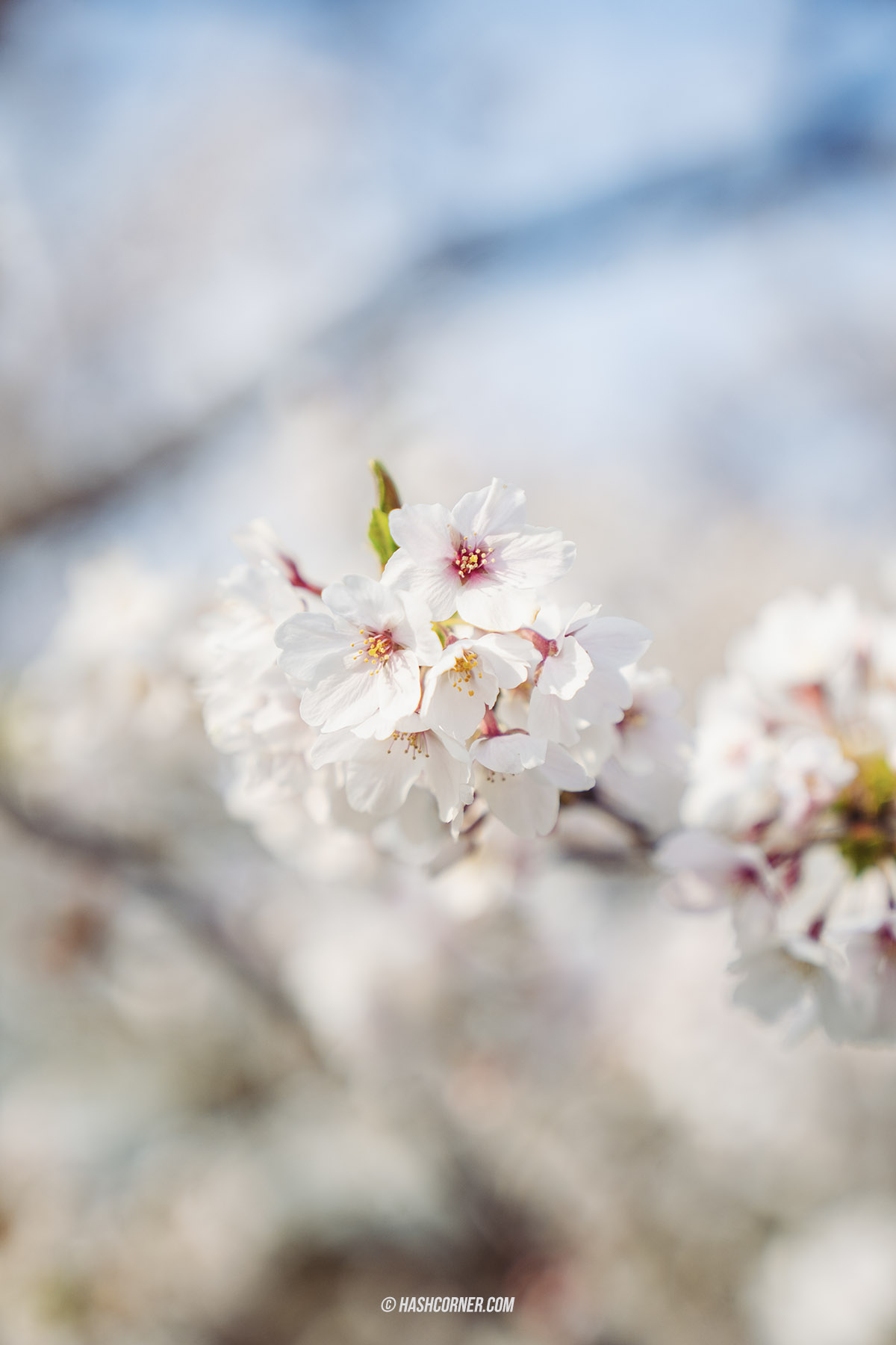 รีวิว นาโกย่า (Nagoya) x ญี่ปุ่น เที่ยวเมืองซามูไร ฤดูซากุระ