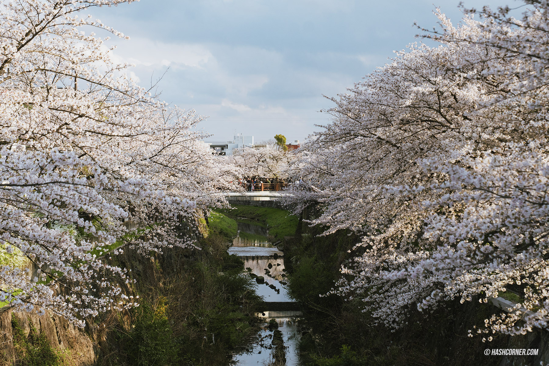 รีวิว นาโกย่า (Nagoya) x ญี่ปุ่น เที่ยวเมืองซามูไร ฤดูซากุระ